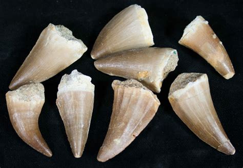 buy newzeland fossil teeth|fossil teeth for sale.